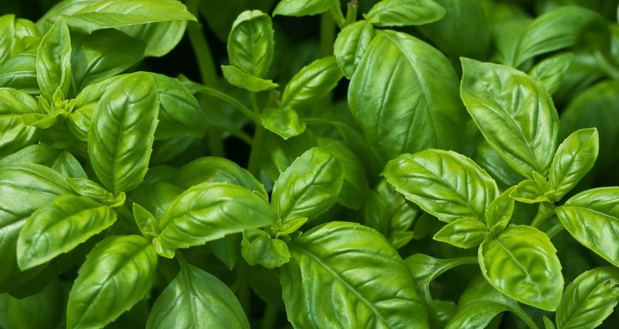 Fresh Basil