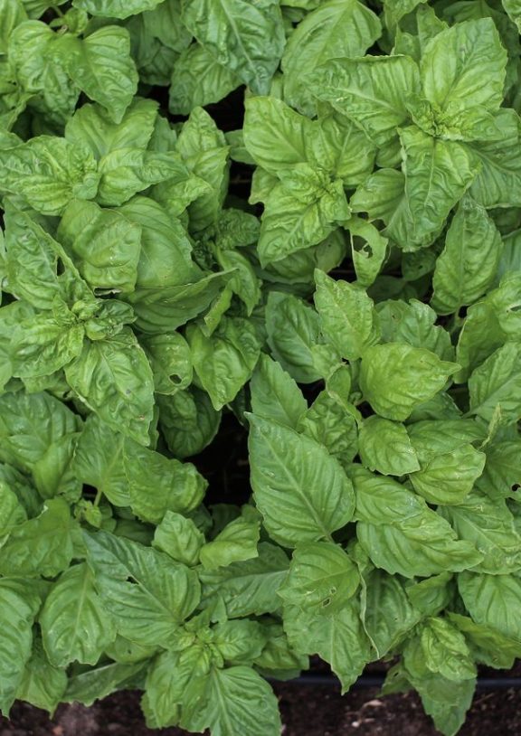 Fresh Basil