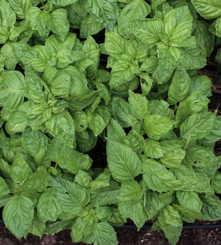 Fresh Basil