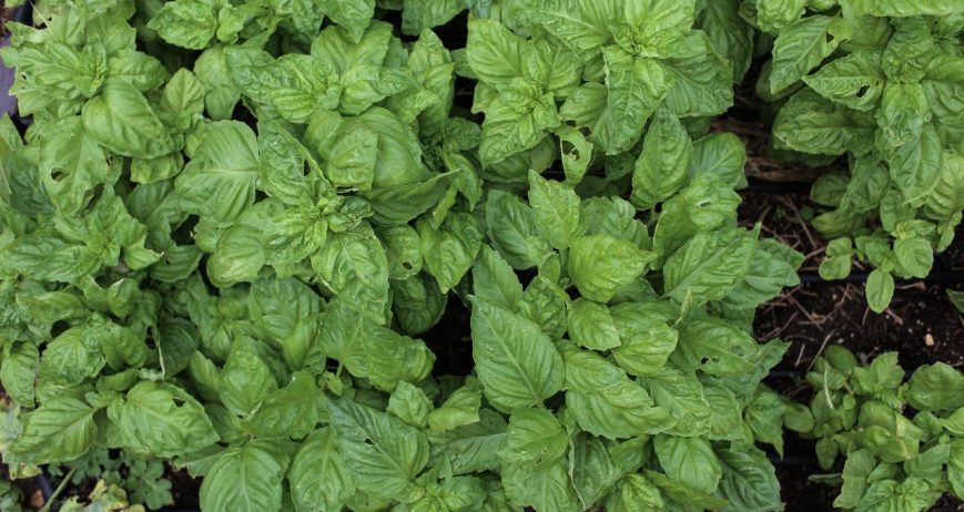 Fresh Basil