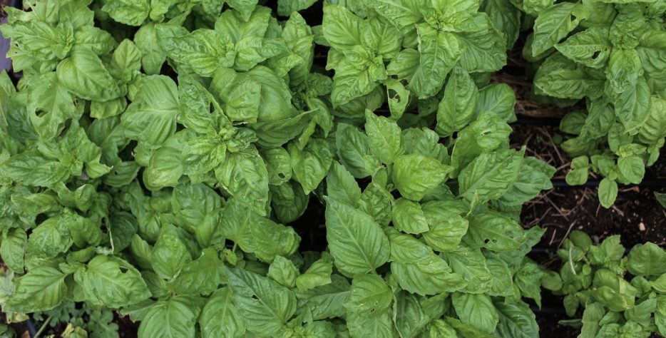 Fresh Basil