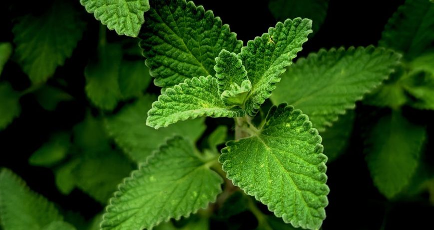 Fresh Mint