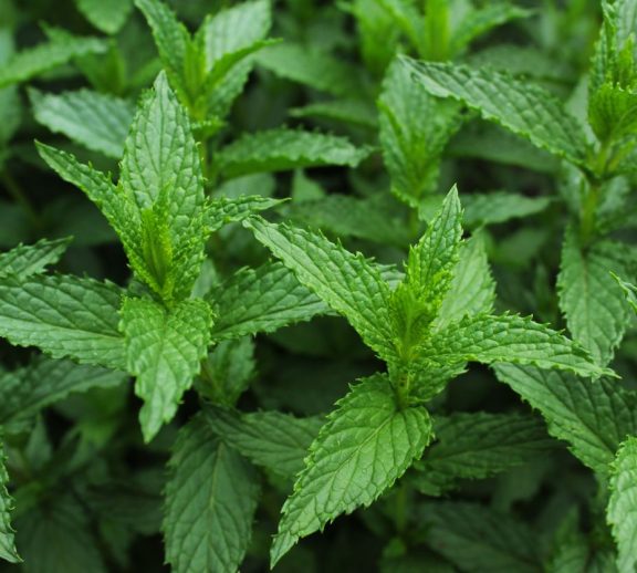 Fresh Mint