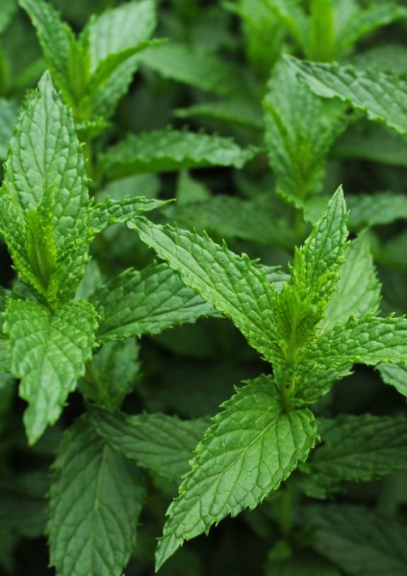 Fresh Mint