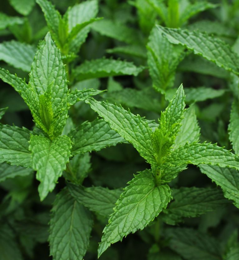 Fresh Mint