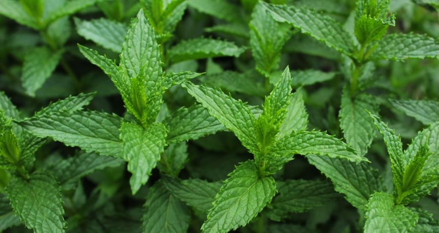 Fresh Mint