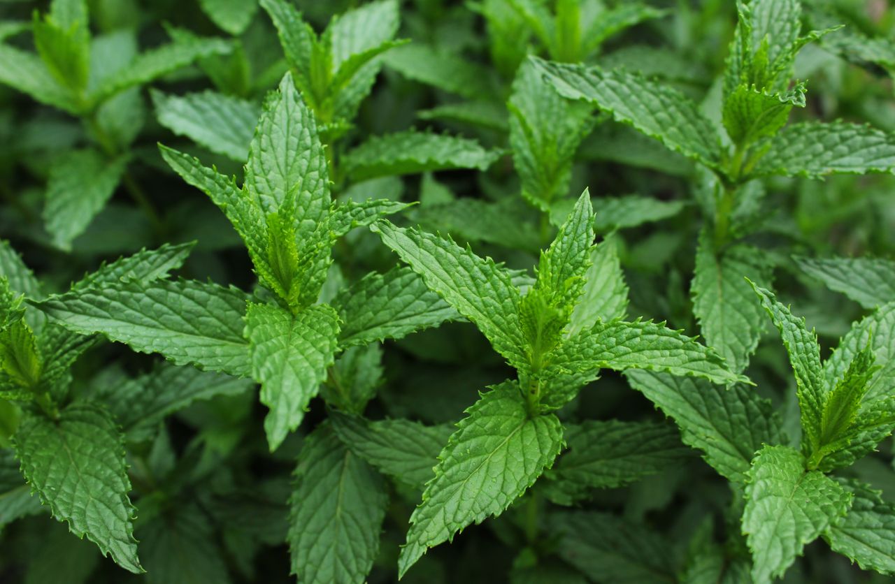 Fresh Mint