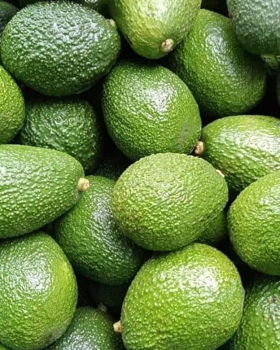 Fresh Avocados
