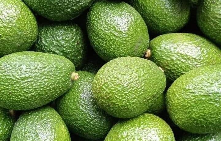 Fresh Avocados
