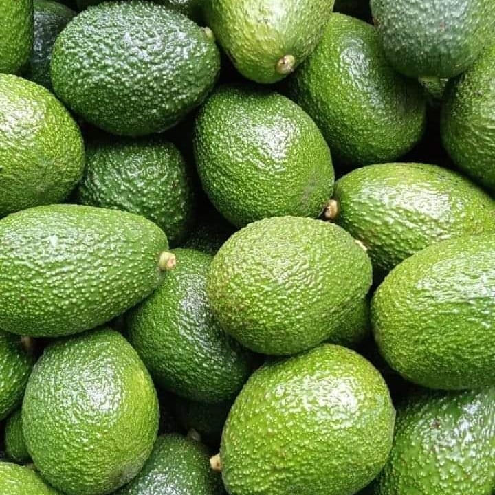 Fresh Avocados
