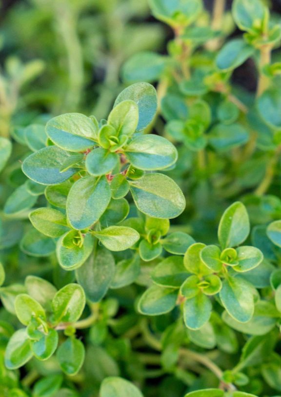 Fresh Thyme