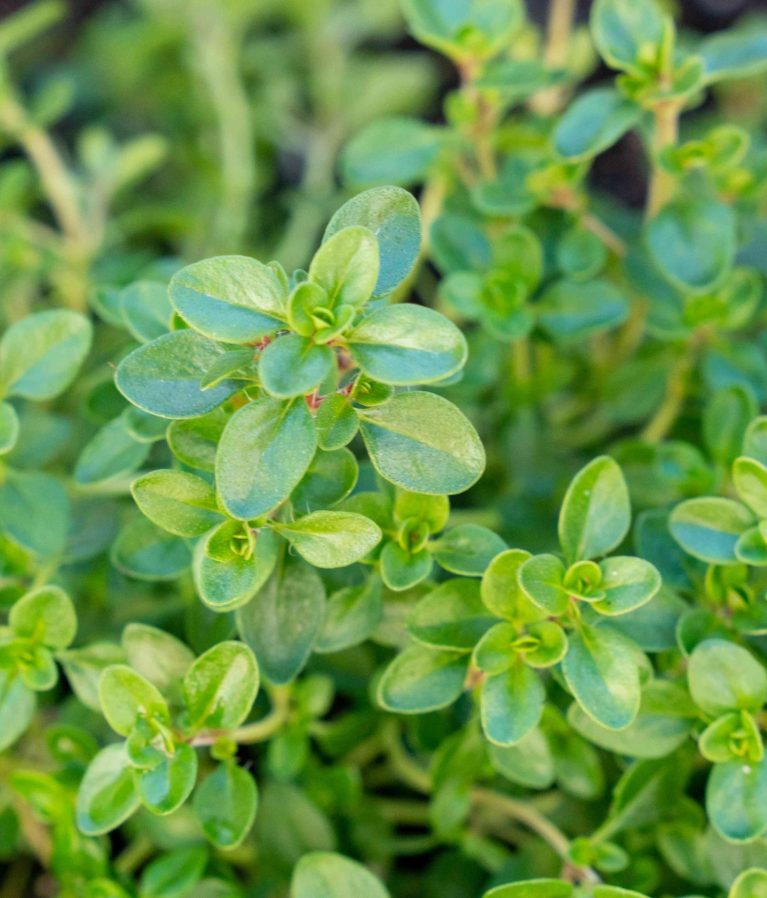 Fresh Thyme