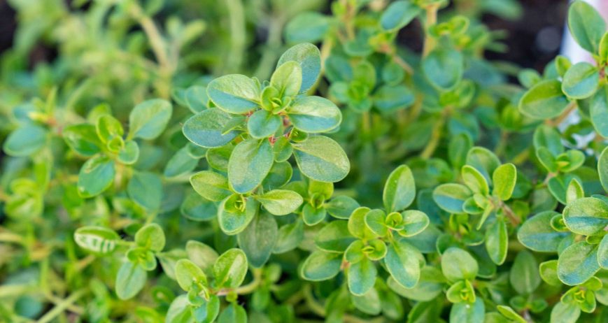 Fresh Thyme