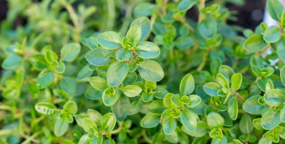 Fresh Thyme